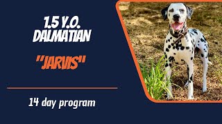 DALMATIAN  DOG TRAINING [upl. by Secnirp]