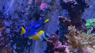 Palette surgeonfish  Regal blue tang  Paracanthurus hepatus [upl. by Packston]