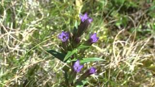 Bach Flower Remedies  Gentian [upl. by Ymassej]