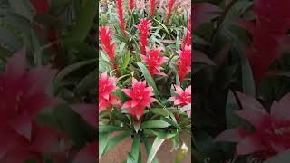 Guzmania Plant Care Tips The Bromeliad With The Vibrant Star Shaped Flower shortsvideos [upl. by Nnylav]