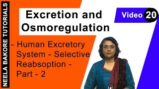 Excretion and Osmoregulation  NEET  Human Excretory System  Selective reabsorption  Part 2 [upl. by Yevi]