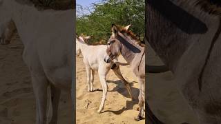 Donkeys fun Back youtuber gadhe happy [upl. by Sirapal]