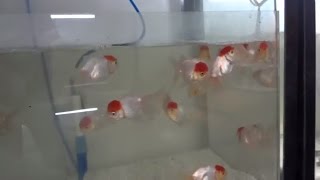 Goldfish Pet Care  Goldfish Species  Red Cap Oranda  Red Cap Goldfish Urduhindi [upl. by Gowrie]