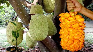 How To Grow Jackfruit From Seeds To Harvest  Gardening Tips [upl. by Hobbs367]