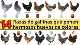 14 razas de gallinas que ponen hermosos huevos de colores [upl. by Joung]