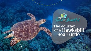 The Journey of a Hawksbill Sea Turtle  Reptiles Amphibians and Fish  The Good and the Beautiful [upl. by Ongun]