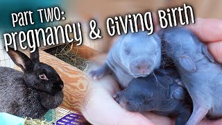 Part 2 Rabbit pregnancy amp birth  nest boxes kindling and handling kits [upl. by Atinaujnas]