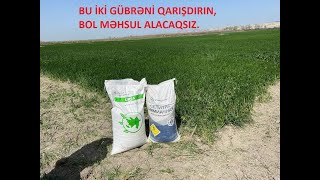 Ammonium nitrat və karbamid gübrəsinin qarışdırılma zərurəti [upl. by Inilahs173]