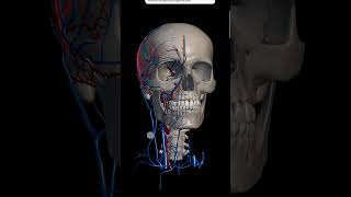 Skull Anatomy  3D animation of skull anatomy skull humananatomy [upl. by Yla]