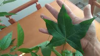 Starting a Sweet Gum Bonsai Liquidambar [upl. by Isej]