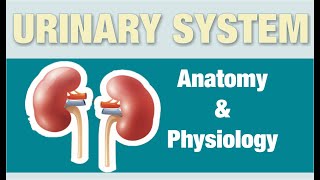 ANATOMY amp PHYSIOLOGY URINARY SYSTEM  GPAT2020  PHARMACIST EXAM  RAILWAY PHARMACIST [upl. by Candi]