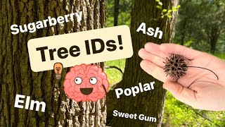 🧠 Identifying Trees ➡️ Elm Ash Poplar Hackberry amp Sweet Gum  Morel 🍄 Associates 👀 👏 [upl. by Anima792]