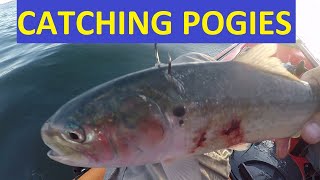 Pogies Menhaden or Bunker How to Catch as Bait for Kayak Fishing Wilderness Systems Tarpon 100 [upl. by Assi]