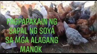 MANUKANG WALANG AMOYSAPAL NG SOYA PINAKAIN SA MANOK FREE RANGE CHICKEN [upl. by Irabaj]