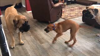 The Vocal Rhodesian Ridgeback Puppy  Barking Puppy [upl. by Auhel]