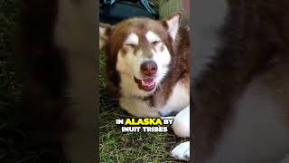 Alaskan Malamute Origins  Seal Hunter and Sled Dog [upl. by Reinal771]