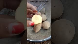 How to farm of solanum tuberosum potatoplant  shorts [upl. by Hollander575]