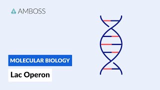 Prokaryotic Gene Regulation Lac Operon [upl. by Llennol]