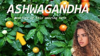 Ashwagandha An amazing herb for crazy Hair Growth [upl. by Bussy]