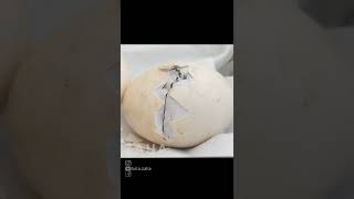 Chicken egg hatching process from zipping🐣 [upl. by Africa926]