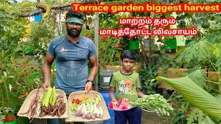 மாடித்தோட்டத்தில் மாஸ்சான அறுவடை  அனைத்தும் நாட்டு ரகங்கள் garden maadithottam agriculture [upl. by Gnouh]