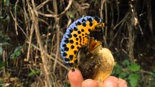 Female Royal Flycatcher Defense Tactic [upl. by Cora43]