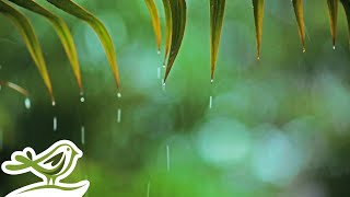 Rainy Piano Radio 🌧️ Relaxing Music with Rain Sounds 247 [upl. by Harry482]