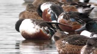 The sensational shoveler duck  WWT Slimbridge [upl. by Belinda]