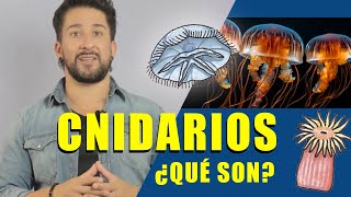 ¿Qué son los cnidarios [upl. by Lawry]