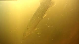 OMG 😲 Fish ate my camera 鱼攻击 Ataque de peces Serangan ikan [upl. by Asilegna]