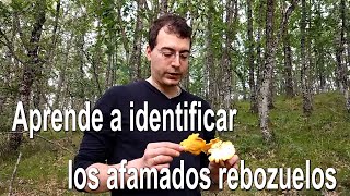 Identifica los rebozuelos Cantharellus pallens  válido también para C cibarius  Identificación [upl. by Benjie]