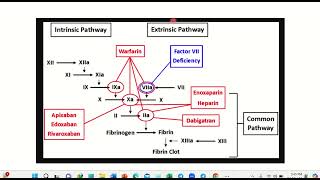 Warfarin action reversal physiology MRCS question solve CRACK MRCS [upl. by Dniren]