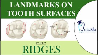 Landmarks on tooth surfaces Part2 RIDGES  Dental Terminology  Tooth landmarks  Dental Anatomy [upl. by Sac]