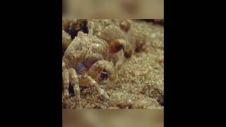 How to make crab balls shortvideos facts amazingfacts [upl. by Ecnarepmet]