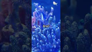 Kenya Tree Coral Care the beginners coral [upl. by Eneladgam]