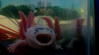 Cute Axolotl Yawns [upl. by Arbma]