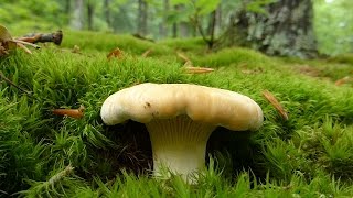 Cantharellus cibarius  Branje lisičarke 21052017 [upl. by Courtney]