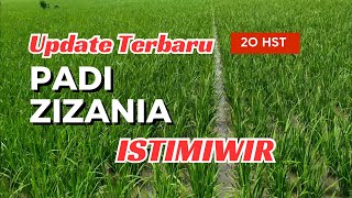 Update terbaru Padi ZIZANIA di umur 18 HST [upl. by Haerb]