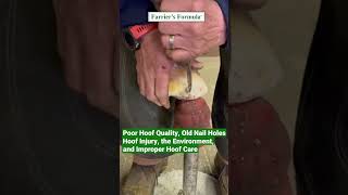 Farrier Drains Horses Hoof Abscess Part 2 Poor Hoof Quality hoofcare horse farrier shorts [upl. by Vitoria]