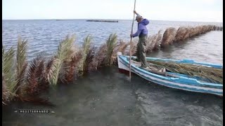 MEDITERRANEO – En Tunisie découvrons la pêche à la Charfiya et les cultures en Ramli [upl. by Eniamurt580]