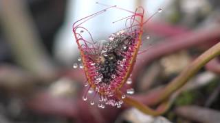 Carnivorous Plant Drosera Binata eats fly 4K  Timelapse [upl. by Birch806]