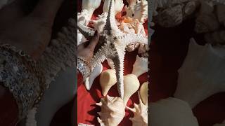 Goa Sea market naturetravel trendingshorts [upl. by Reteid]