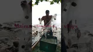 Puro pulahan ang isda fishing buhaymandaragat fish shorts satisfying viral ytshorts [upl. by Ecargyram]