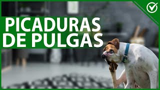 🐶 Picaduras de Pulgas En Perros  ¿Cuáles Son los Síntomas y Cómo Tratarlas 🐶 [upl. by Sikleb]