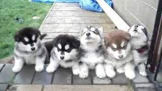 husky puppies howling [upl. by Marzi600]