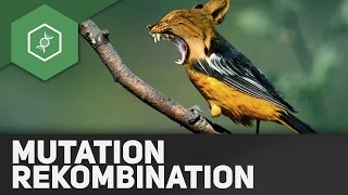 Mutation und Rekombination – Evolutionsfaktoren 1 [upl. by Kashden791]