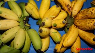 Latundan Banana Facts and Health Benefits  My Harvest [upl. by Odilo373]