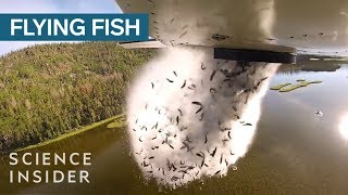 Why Utah Drops Fish Out Of Airplanes Into Their Mountain Lakes [upl. by Eidnil]