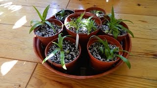 Dividing amp Repotting Disa Orchids [upl. by Ainel]