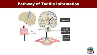 Mechanism by which the sensory receptors detect the tactile stimulus [upl. by Anicul536]